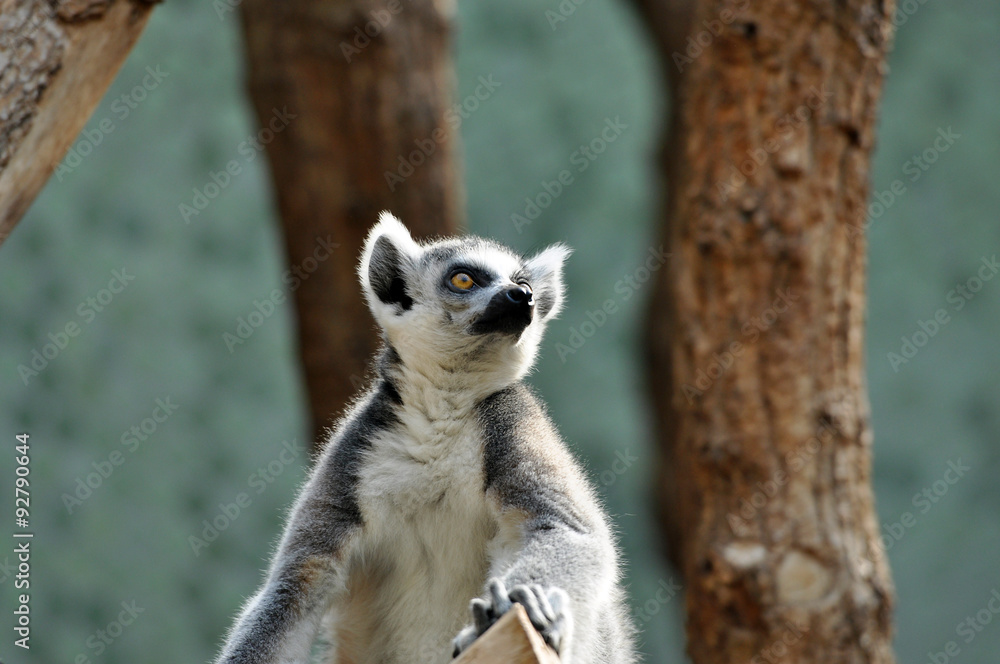 Ring-tailed lemur (catta) at zoo Ring-tailed lemur (catta) at zoo