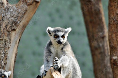 Ring-tailed lemur (catta) at zoo
