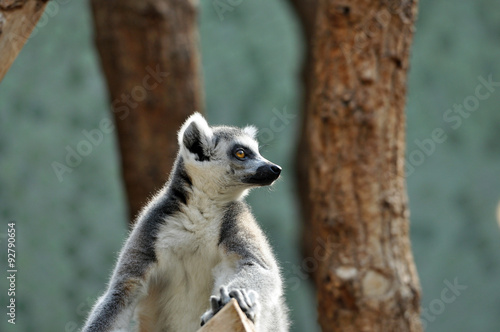 Ring-tailed lemur (catta) at zoo