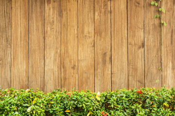 green grass and leaf plant over wood fence background