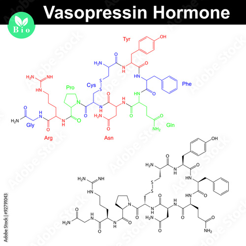 Vasopressin hormone molecule