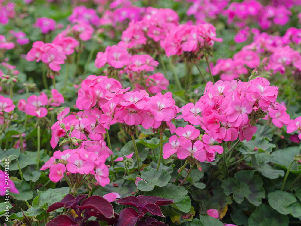 pink phlox