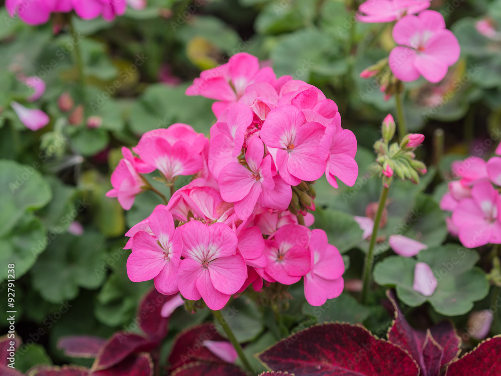 phlox close up phlox close up