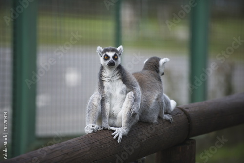 lemuri photo
