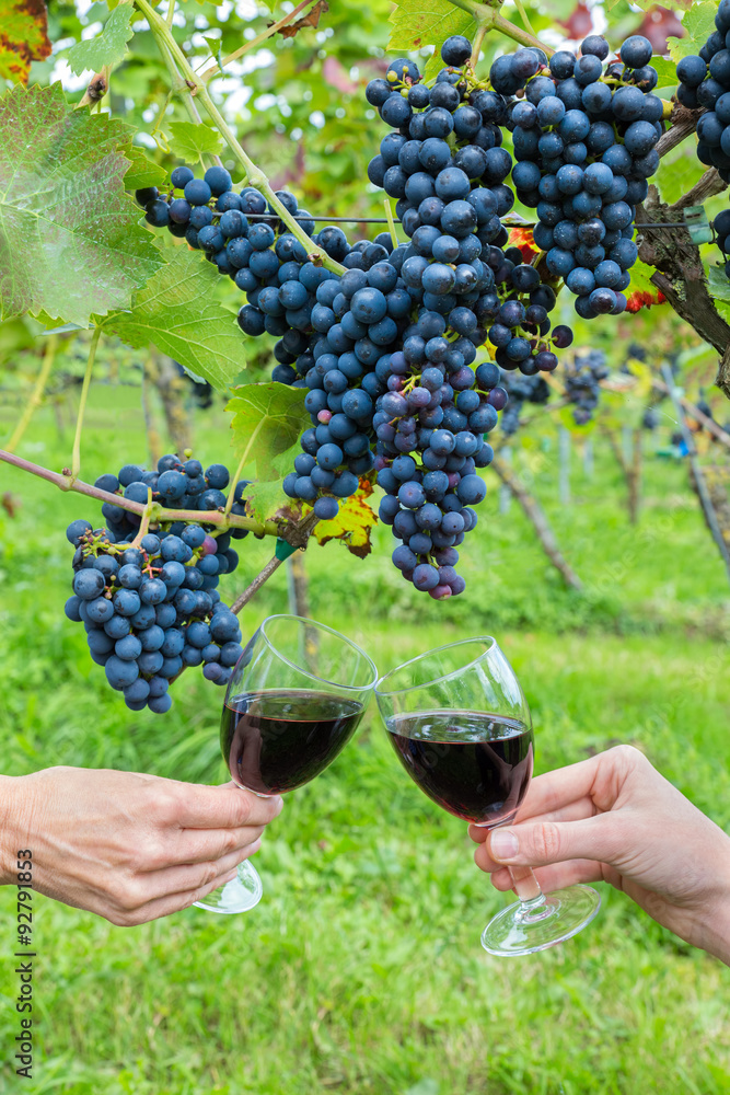 Two hands toasting with red wine near blue grapes