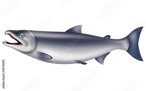 Illustration of the salmon.   White background.