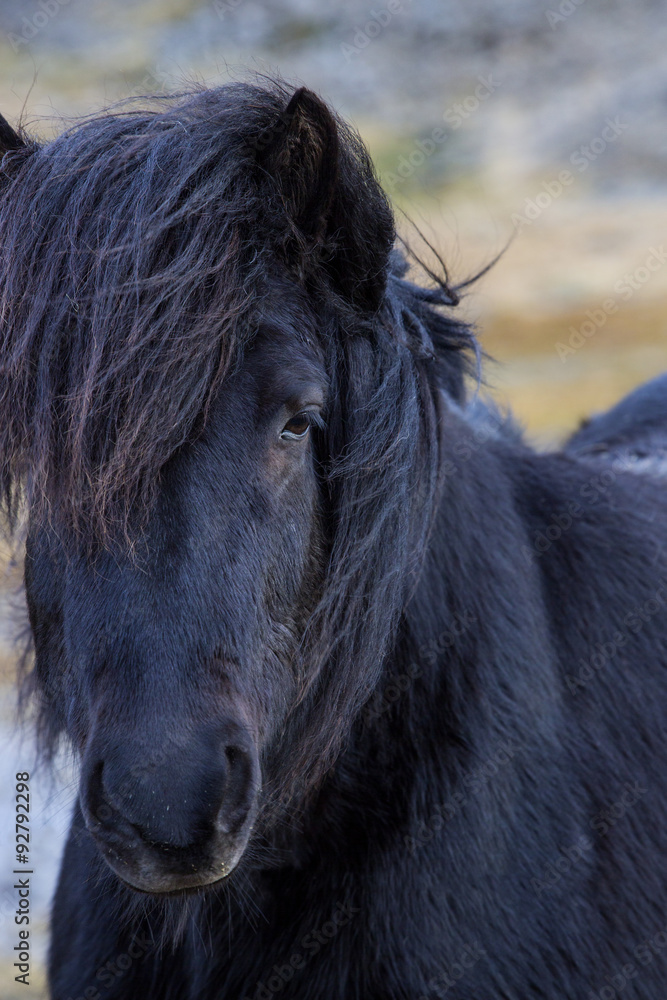 Portrait of a black Icelandic horse