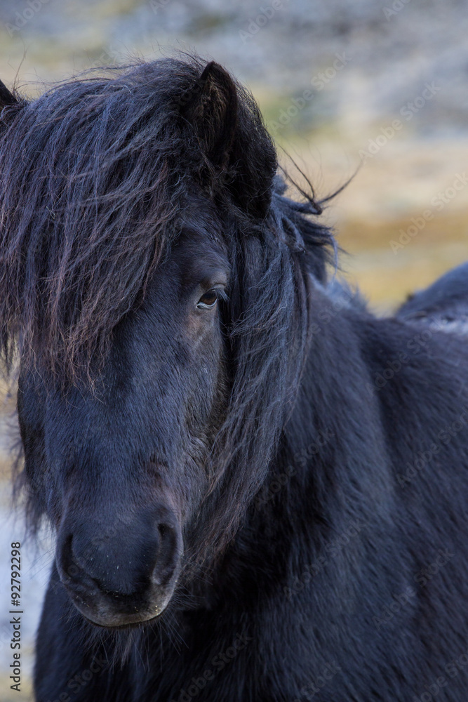 Portrait of a black Icelandic horse Portrait of a black Icelandic horse