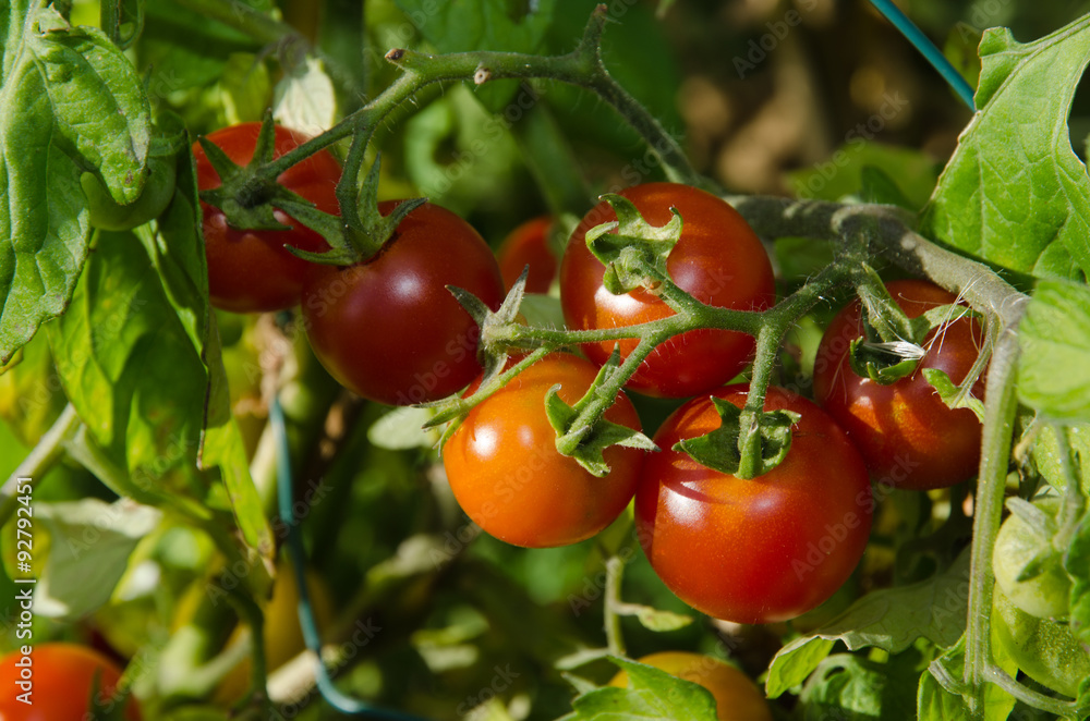 Growing tomatoes bunch