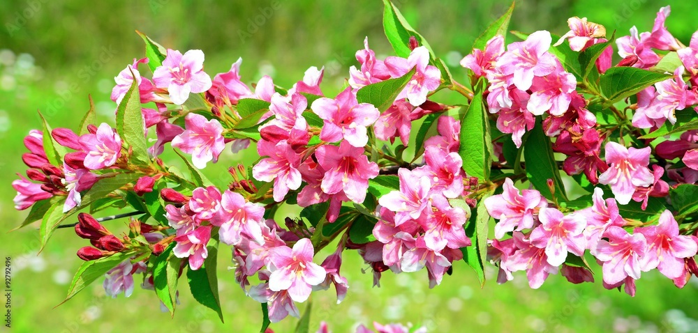 Flowers of beautiful pink weigela