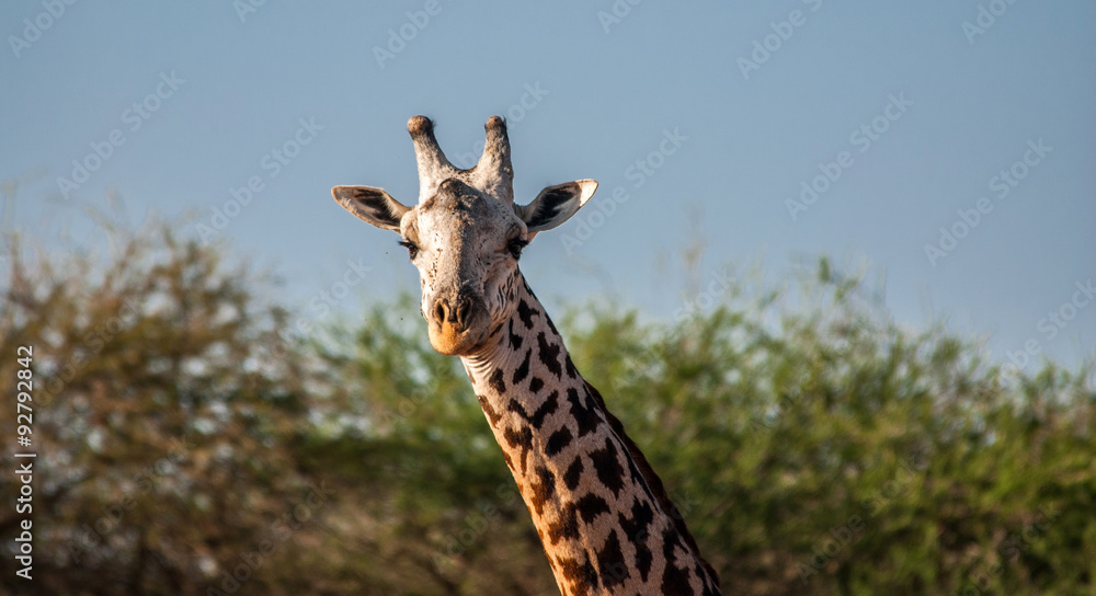 Giraffes in Tsavo East National Park, Kenya Giraffes in Tsavo East National Park, Kenya