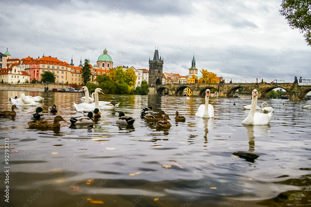 Swans and ducks near Charles Bridge in Prague