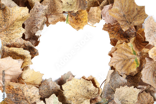 Dry leafs frame on a white background