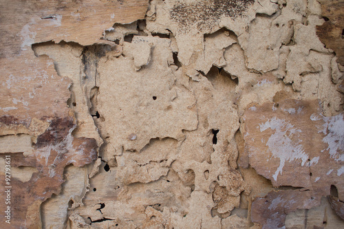 Termite Background
