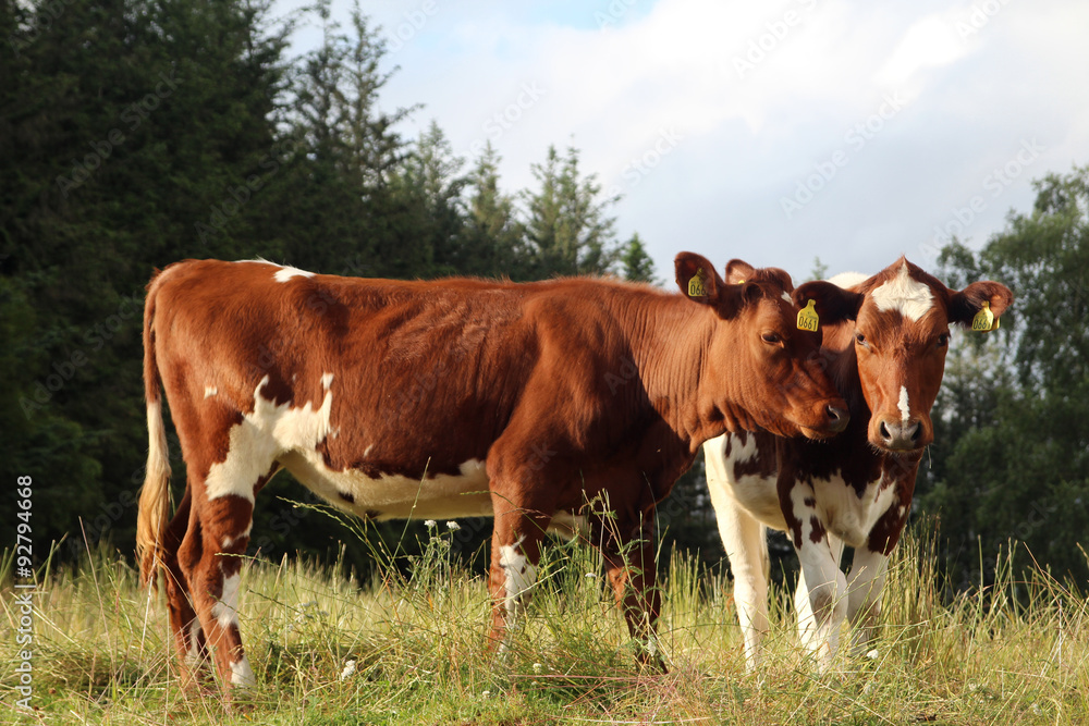 Two brown cows in Norway countryside Two brown cows in Norway countryside