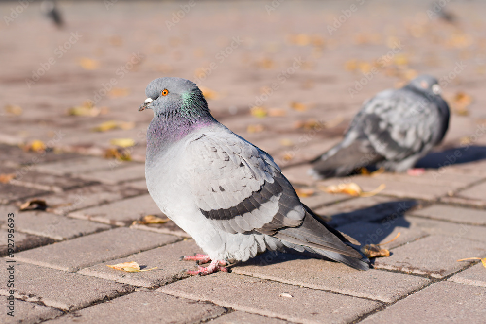 Obraz premium Pigeon on pavement