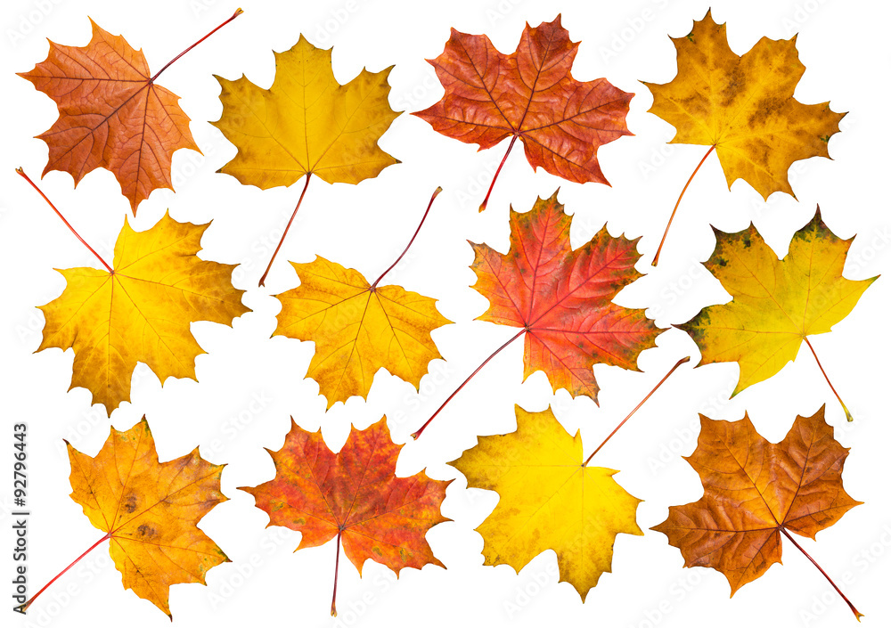 Set of maple leaves on white background Set of maple leaves on white background