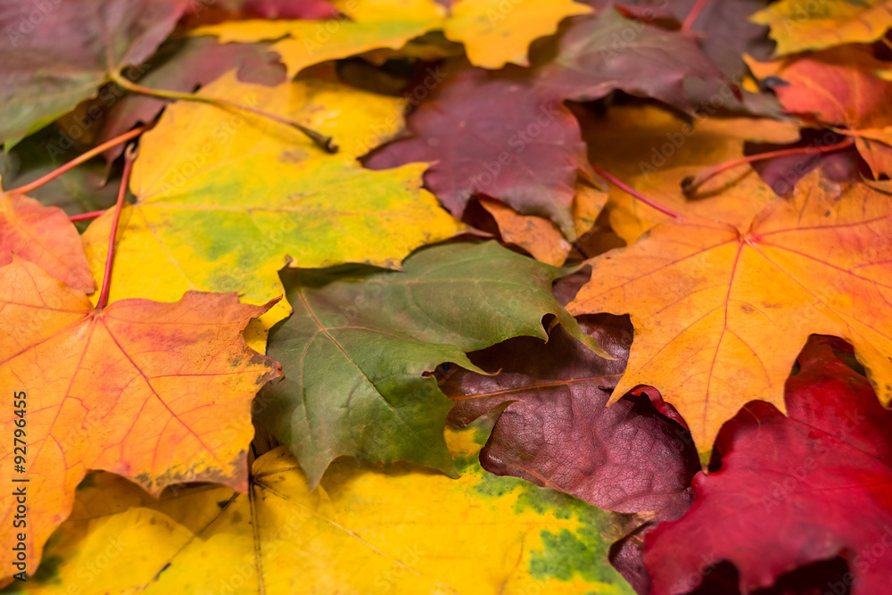 Natural background of maple leaves