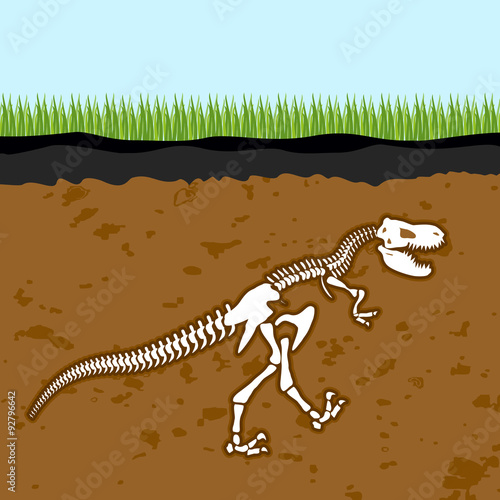 Skeleton of  Tyrannosaurus Rex. Dinosaur bones in Earth. Fossil