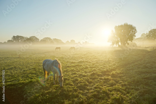 Fototapeta Naklejka Na Ścianę i Meble -  Spätsommerweide