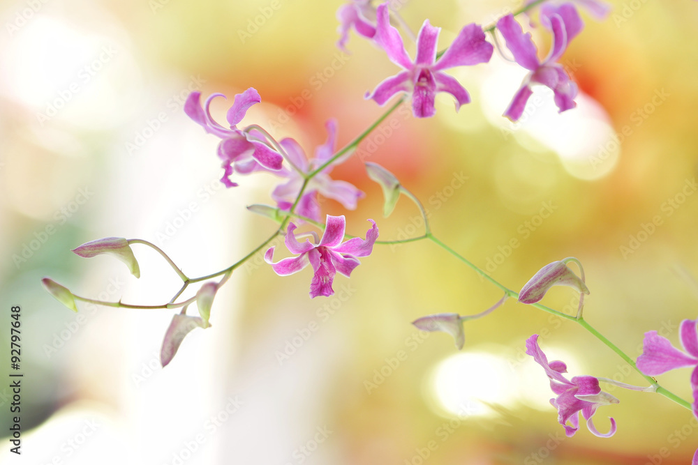 Fototapeta premium Purple Orchid