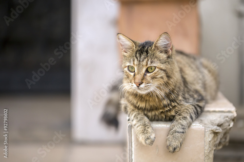 Kedi