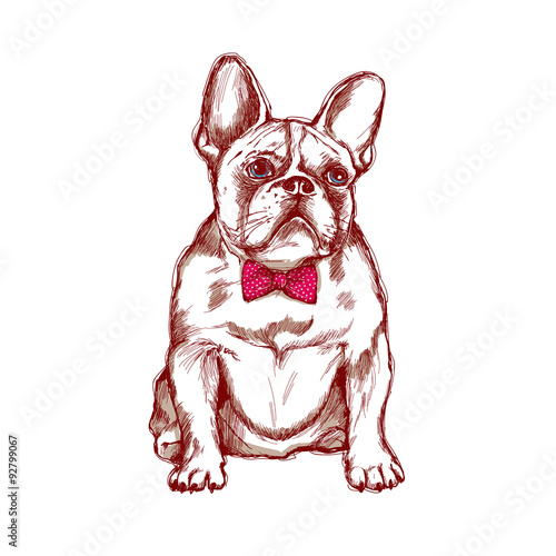 Bulldog french