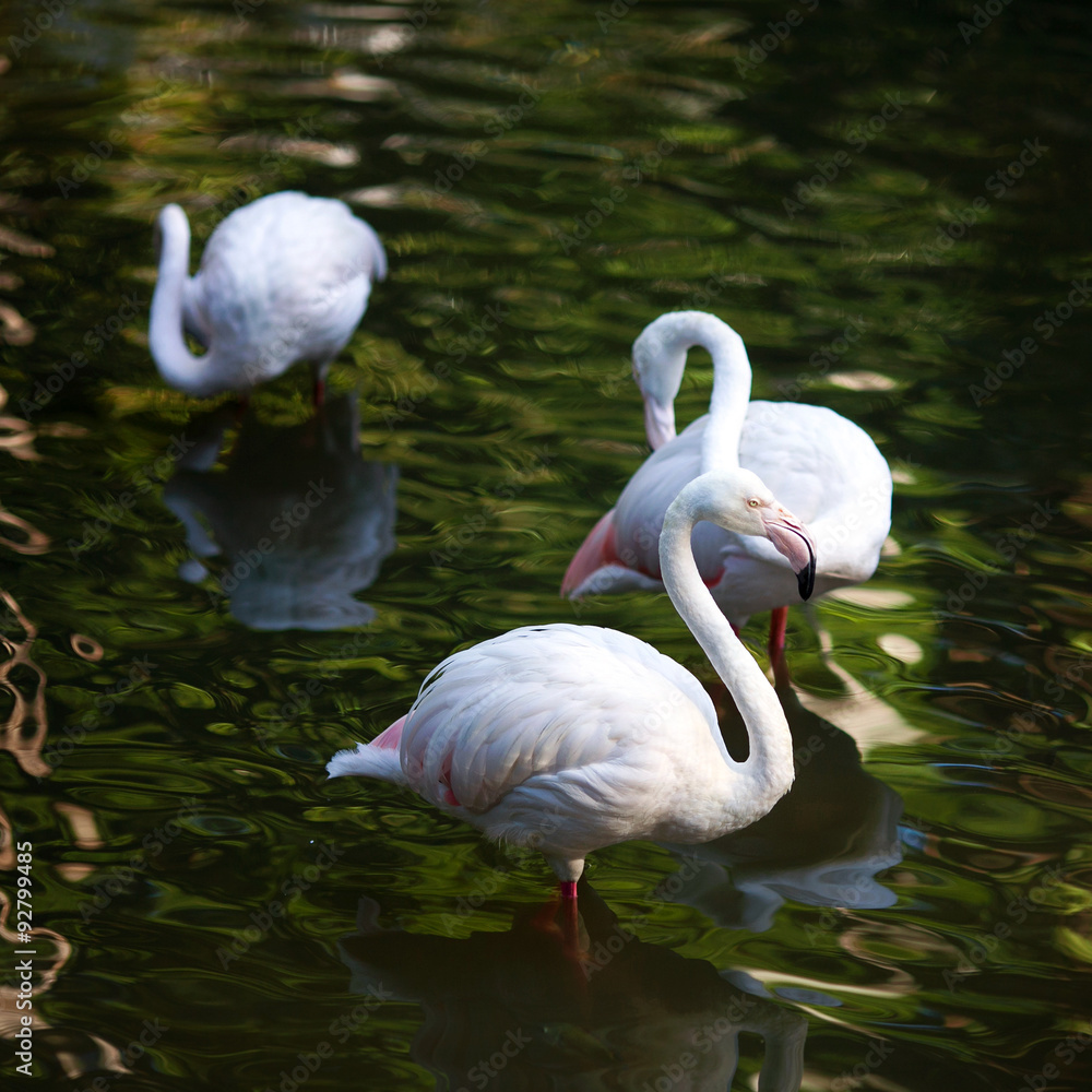 Obraz premium Flamingo (Phoenicopterus ruber)