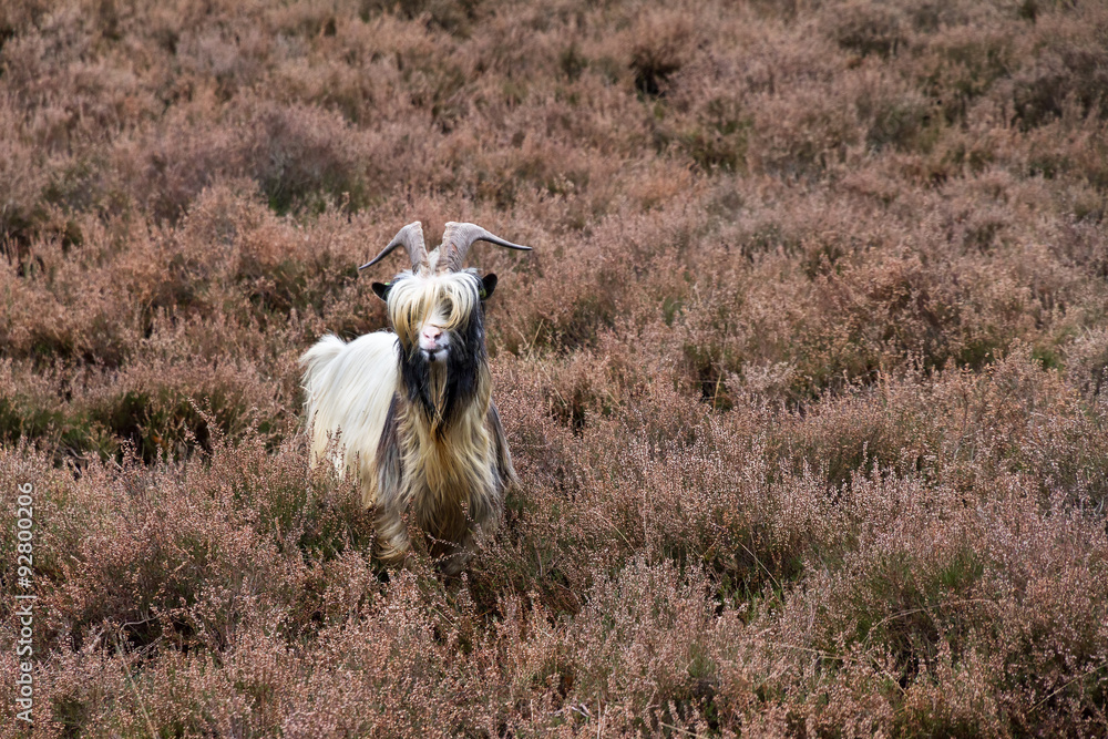Naklejka premium Landrace goat on the moor in the Netherlands