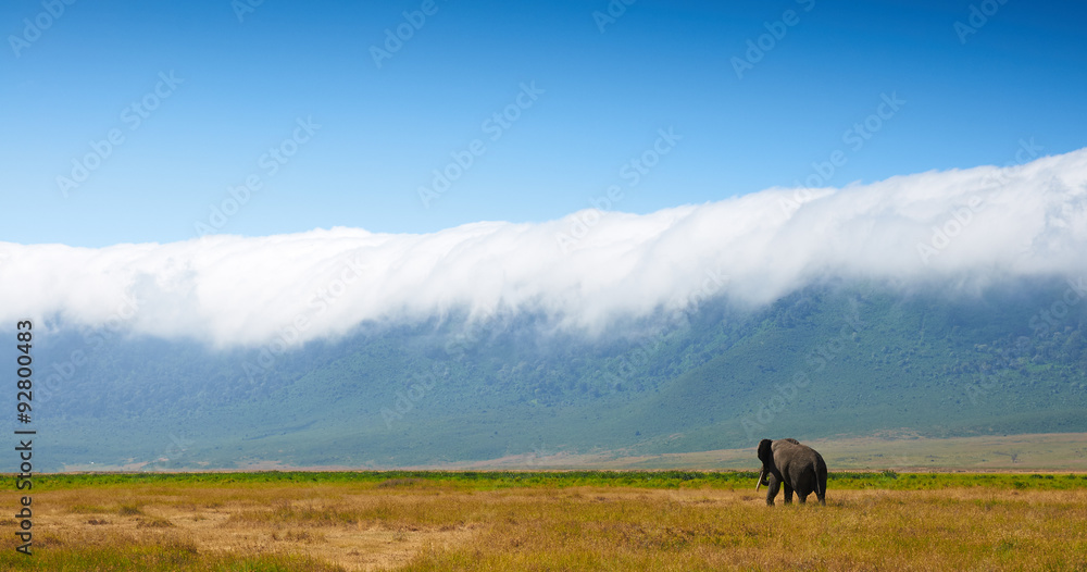 Fototapeta premium African landscape with elephant
