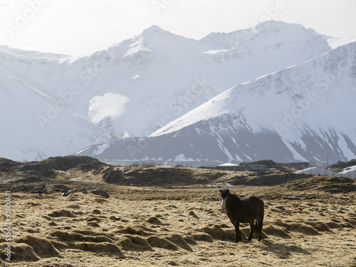 Icelandic pony in wintertime © BirgitKorber