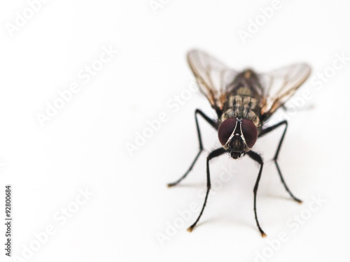 fly close up on white background
