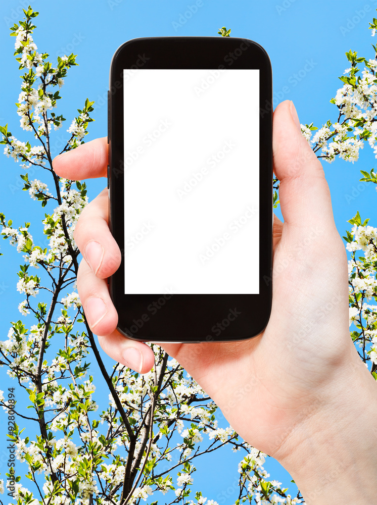 Fototapeta premium smartphone and white cherry tree flowers