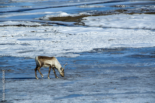 Fototapeta Naklejka Na Ścianę i Meble -  Reindeer at a lake