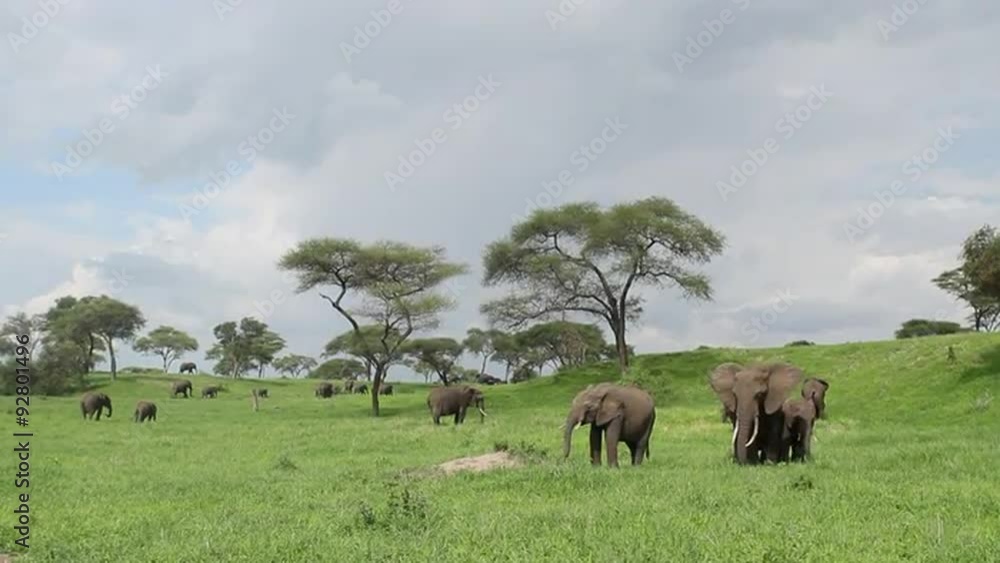 Wide shot of African elephants eating in the lush green African savannah Wide shot of African elephants eating in the lush green African savannah