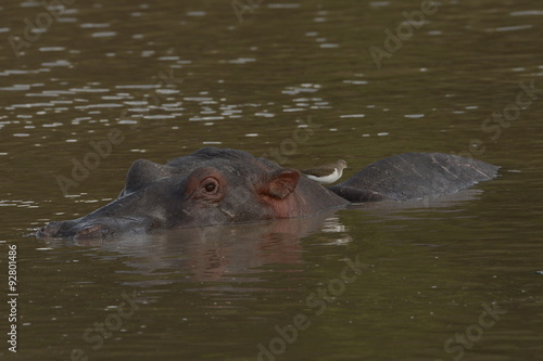 Hippo floating through the waters