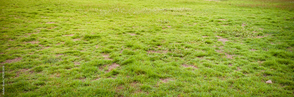 image of grass field on morning time. image of grass field on morning time.