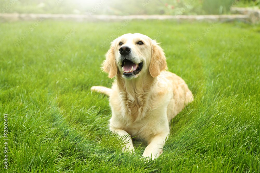 Adorable Golden Retriever on green grass, outdoors