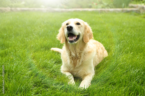 Adorable Golden Retriever on green grass, outdoors