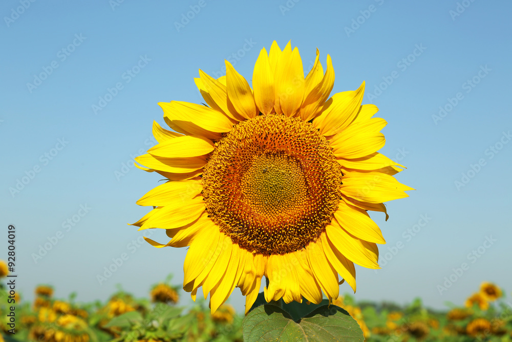 Beautiful sunflower over blue sky background Beautiful sunflower over blue sky background