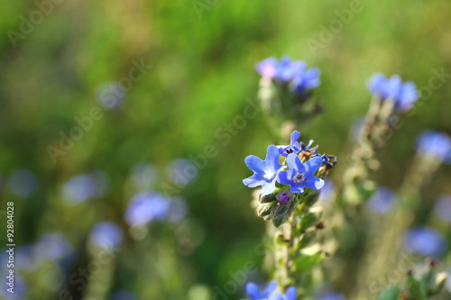 Closeup of beautiful wildflowers