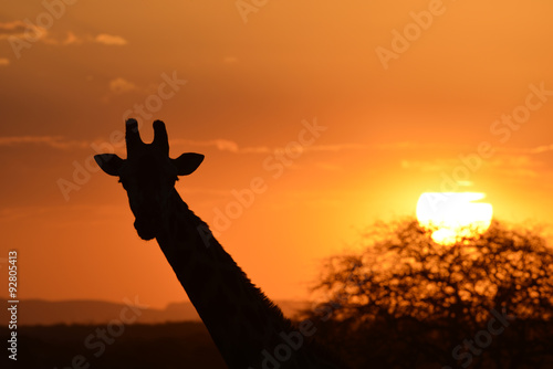 Silhouetted Giraffe at sunset