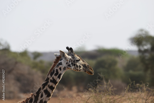 Fototapeta Naklejka Na Ścianę i Meble -  Giraffe Profile in wilderness
