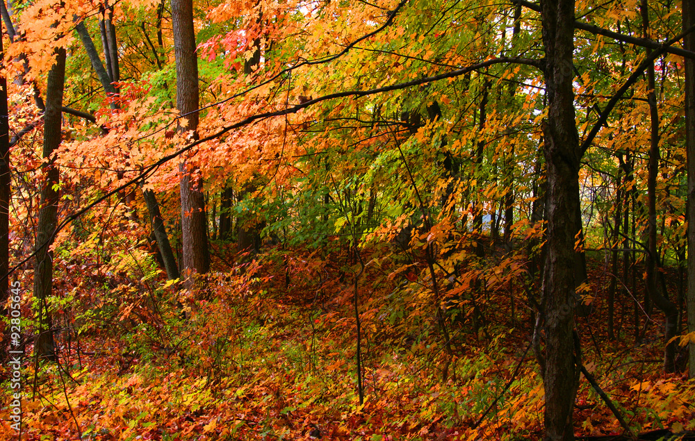 Bright autumn trees in Allegheny national forest