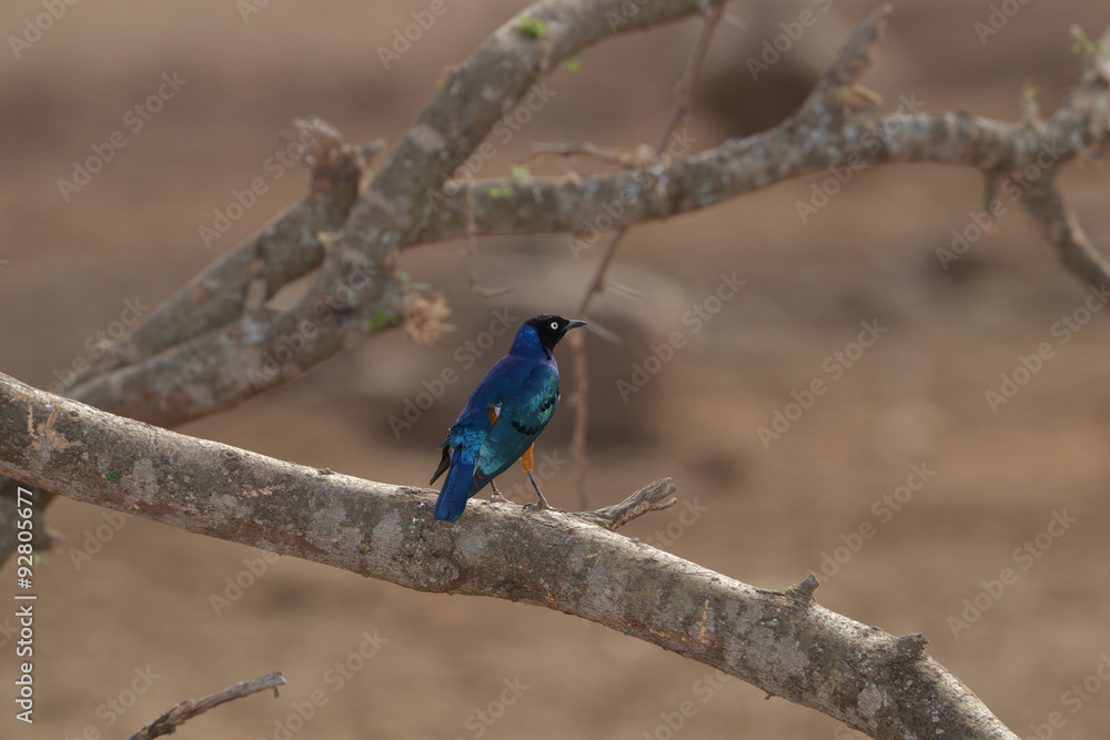 Fototapeta premium Superb Starling on a branch