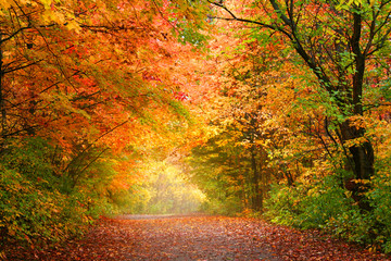 Bright autumn trees in Allegheny national forest