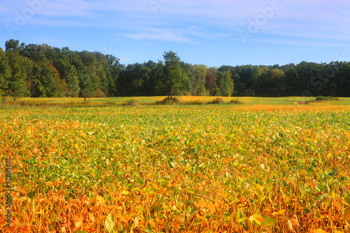 Soy bean fields in autumn time