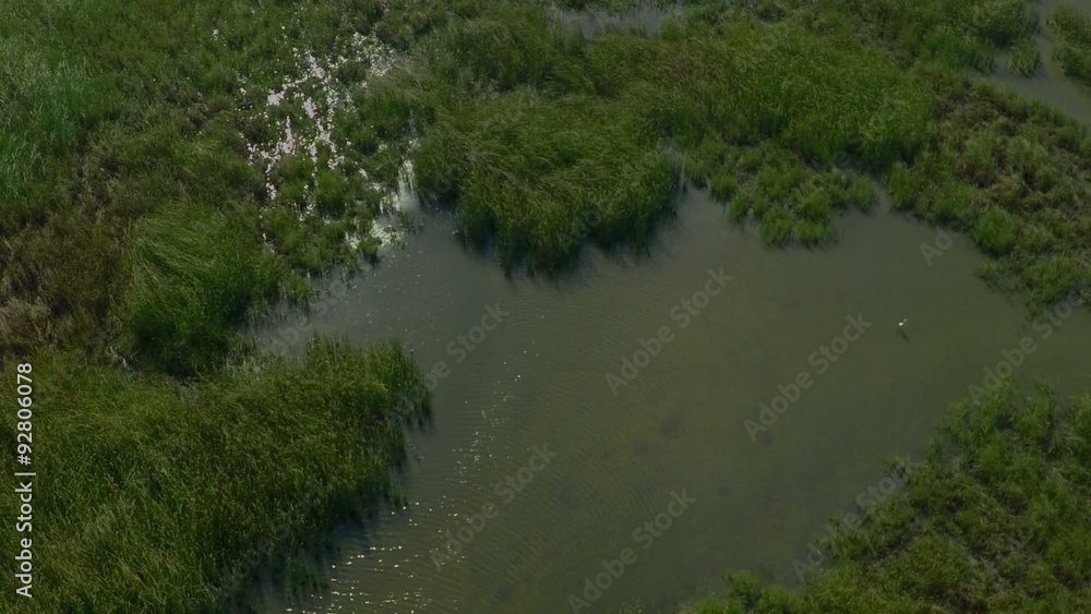 AERIAL, flying over birds in the lake. Flying birds egrets, herons and ibises over the lake and reeds. AERIAL, flying over birds in the lake. Flying birds egrets, herons and ibises over the lake and reeds.