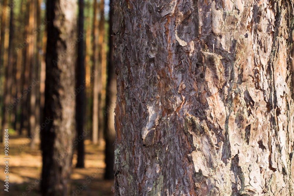 pine bark