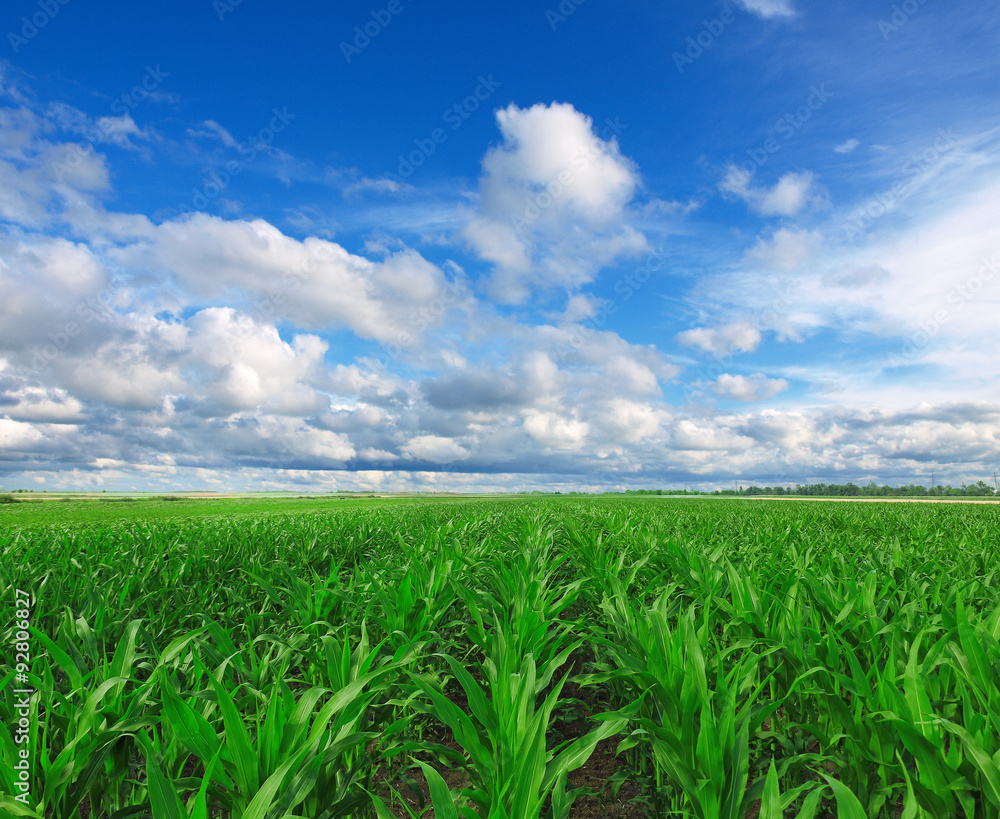 green corn field green corn field